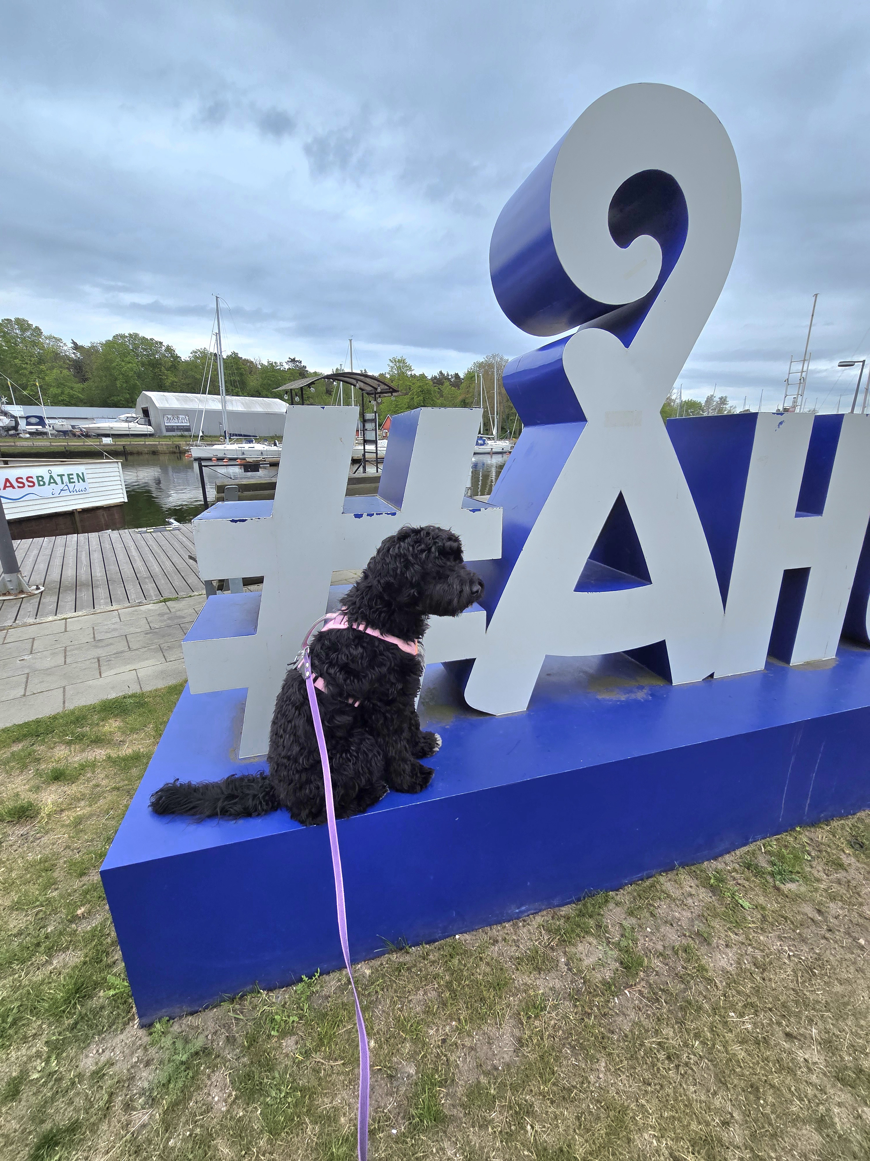 nosework, noseworkkurs, nosaktivering, nosäventyr