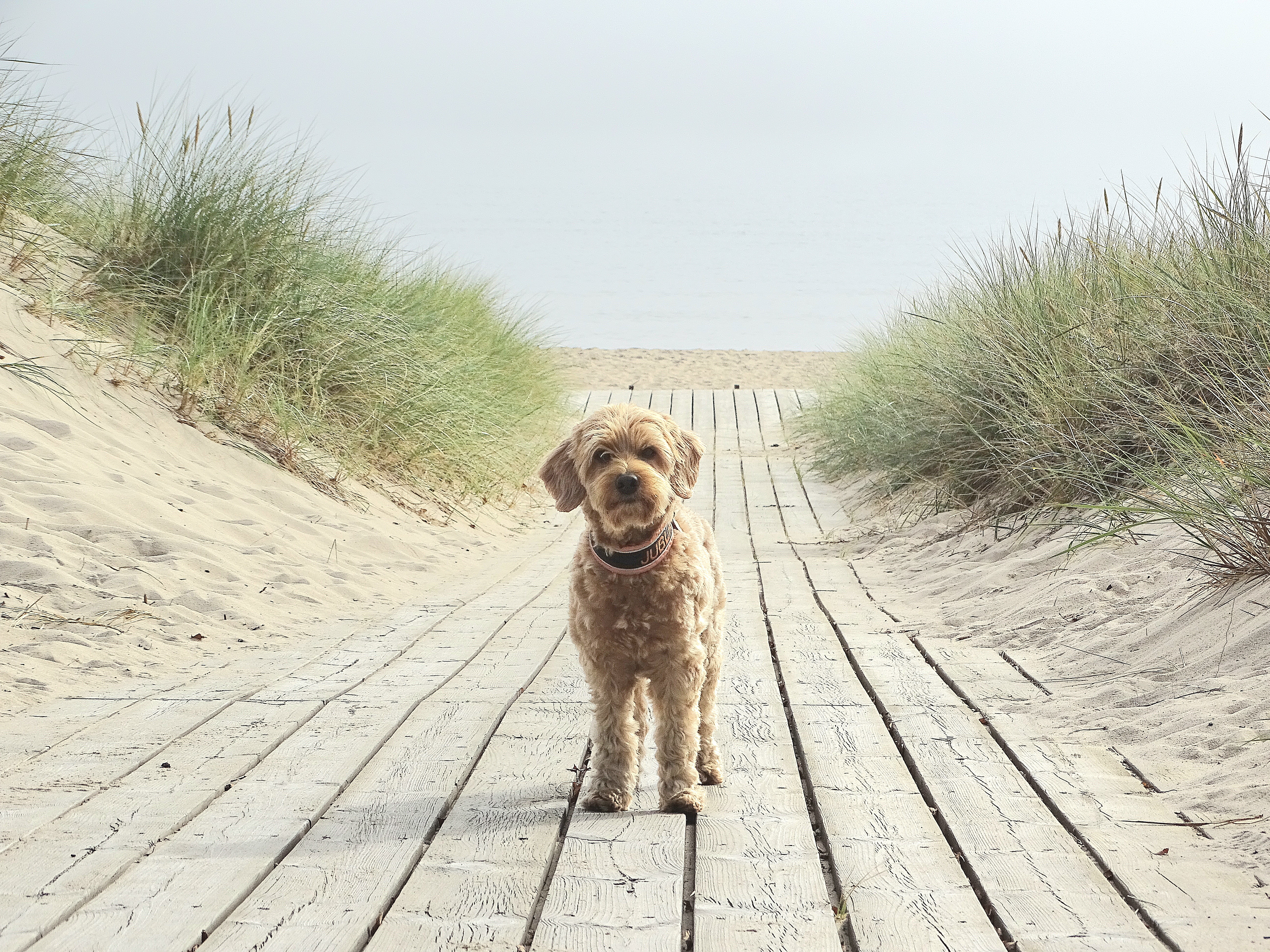 nosework, noseworkkurs, nosaktivering, nosäventyr