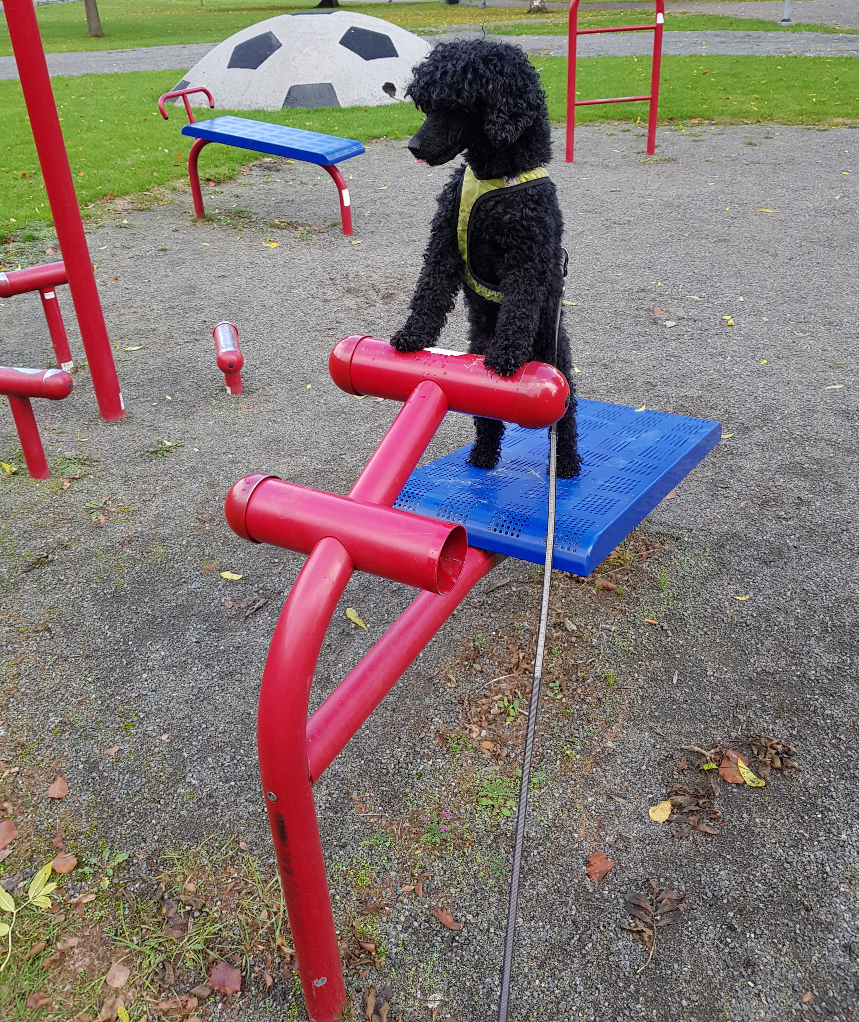 nosework, noseworkkurs, nosaktivering, nosäventyr