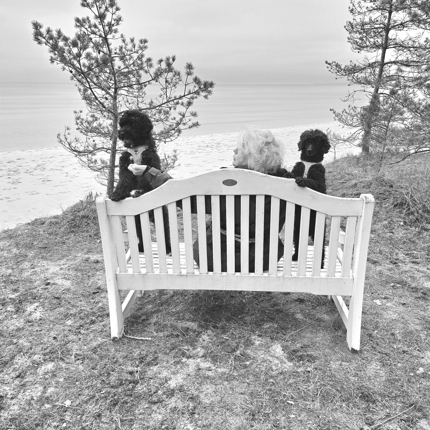 Hundbeteendeutredare, kostrådgivning hund, hundtränare,  hundkultur, 