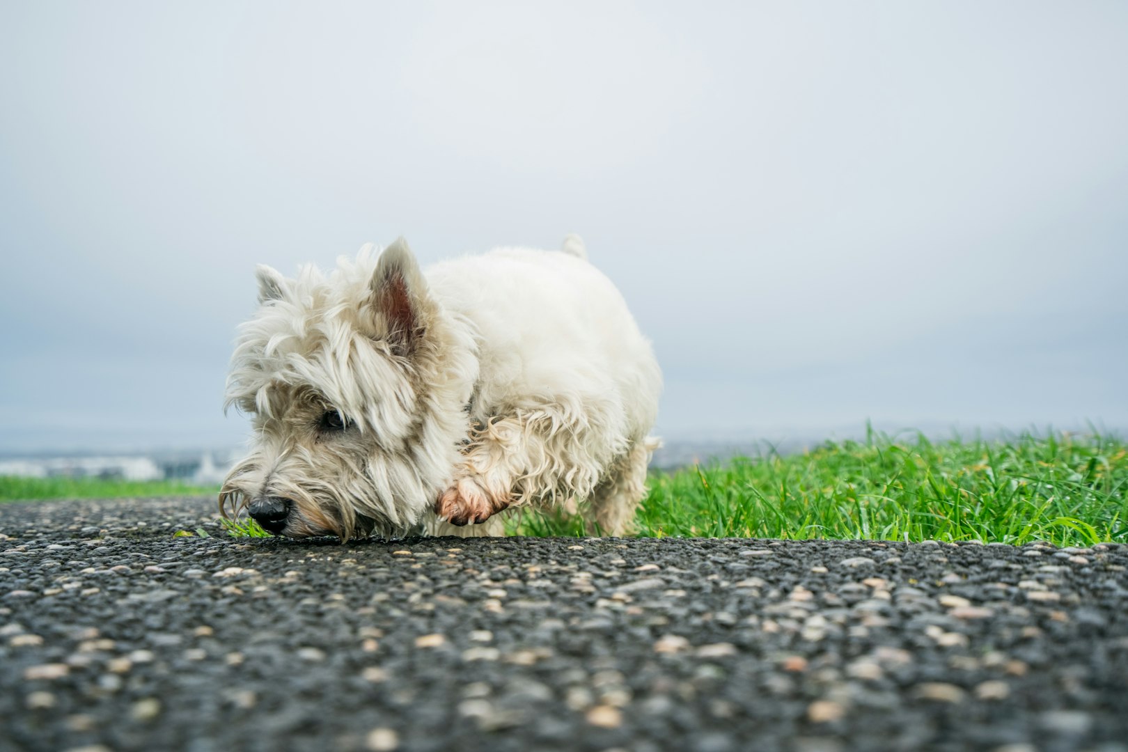 nosework, noseworkkurs, nosaktivering, nosework fortsättning