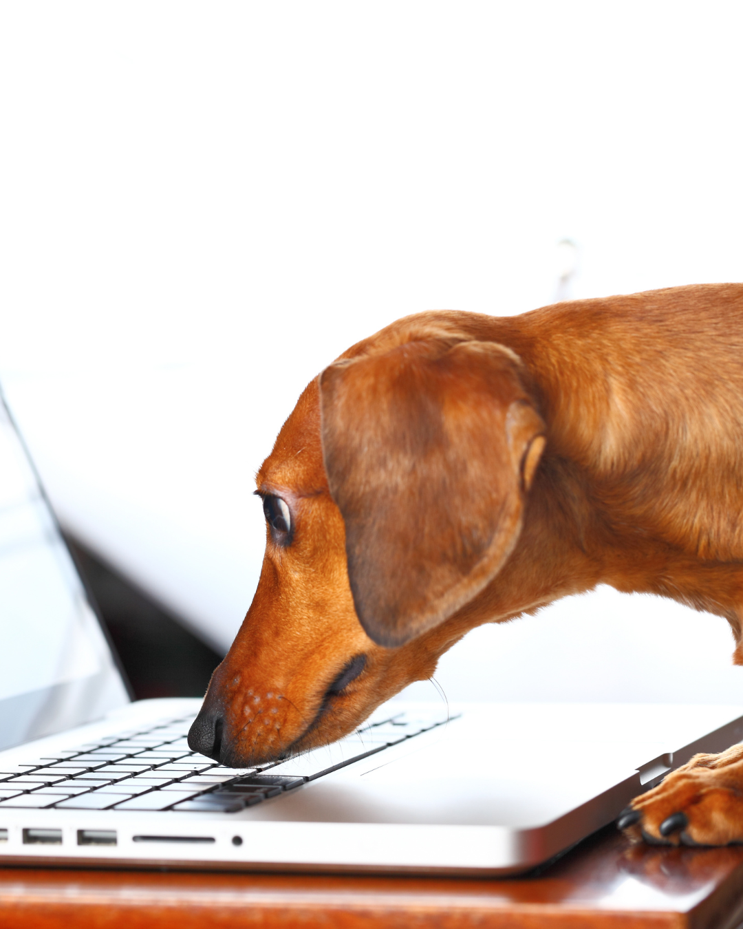 Kostrådgivning hund, nutritionsspecialist, naturlig kost, laga egen hundmat, kostsamtal, kostkonsultation, kostrådgivning via e-post