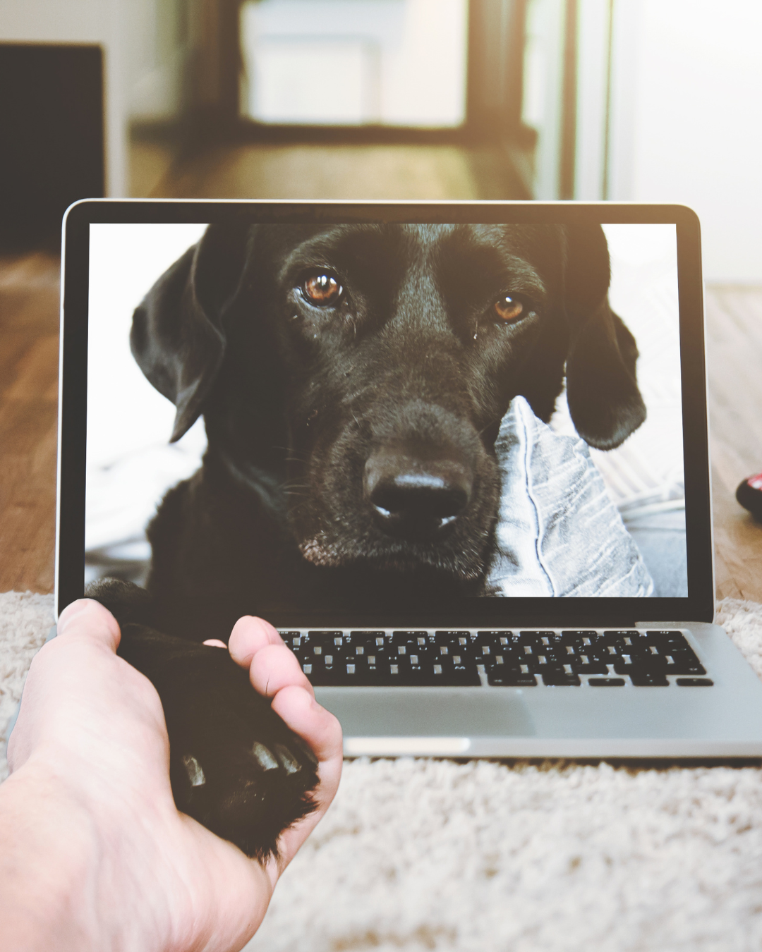 Kostrådgivning hund, nutritionsspecialist, naturlig kost, laga egen hundmat, kostsamtal, kostkonsultation, kostrådgivning via e-post