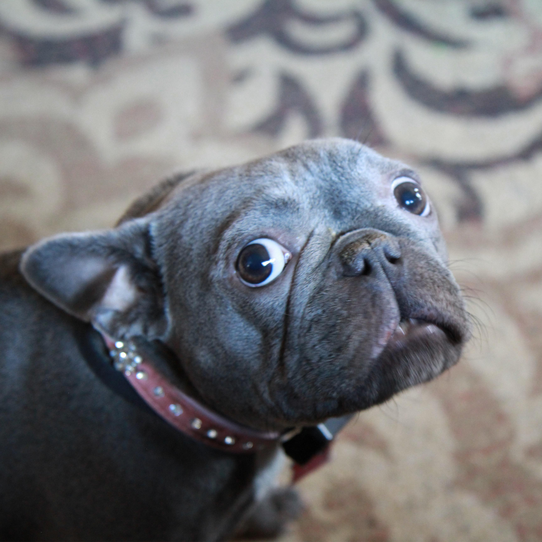 Träningsplan i två steg som lösning på beteendeproblem.